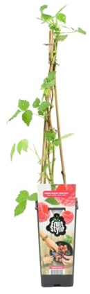 Bloomique - Rubus Idaeus 'Héritage' - Himbeerpflanze - Obstpflanzen - Gartenpflanzen - Winterhart - ⌀14 cm - Höhe 60-70 cm