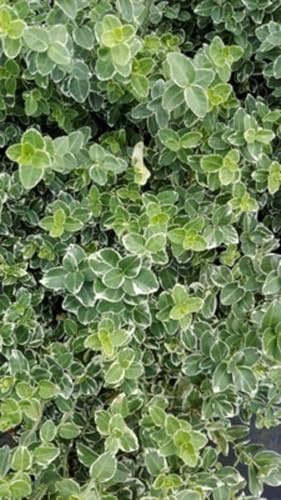 12 x Euonymus fort Em Gaiety - Fusain De Fortune, Bonnet Carré en pot 9 x 9 cm