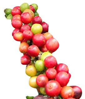 Zwerg-Kaffee Coffea Arabica Nana 1000 Samen