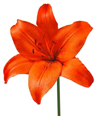 Lilienzwiebeln 12 x ’Orange Ton’ – The Bulb Farmers - Frühjahr – in den Niederlanden gezüchtet - Lilien Zwiebeln – Blumenzwiebeln
