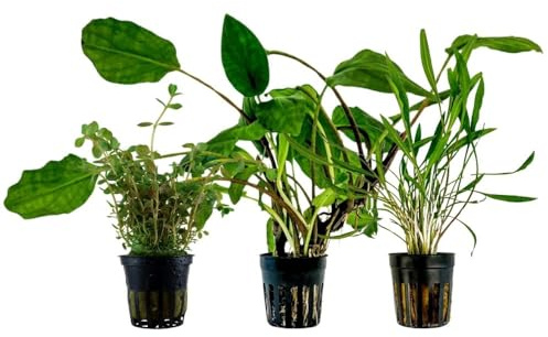 AquaOne Aquarium Pflanzen 3X Wasserpflanzen Mittelgrund Aquarienpflanzen | Lagenandra Rotala Cryptocoryne, Set mit 3 volldurchwurzelten Mittelgrundpflanzen