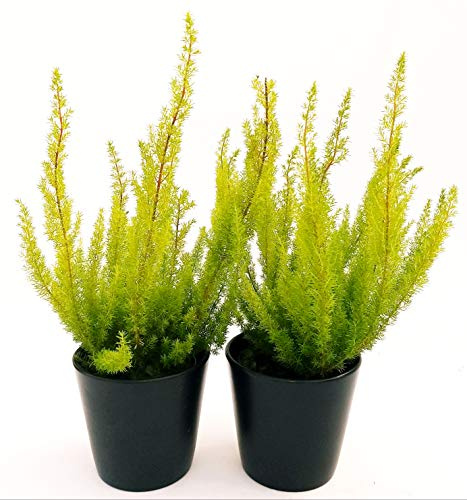 POWERS TO FLOWERS - ERICA CALLUNA, ERICA ARBOREA ALBERT'S GOLD, 2 PIANTE, piante vere