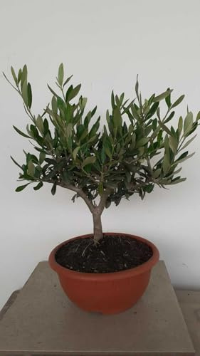 PIANTA DI ULIVO BONSAI CIOTOLA 20 CM ALTEZZA 25/30 CM (foto reali)