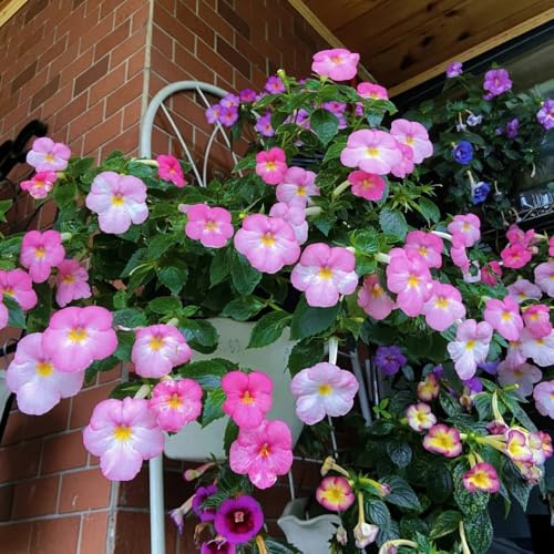 Semilla de Achimenes, Decoración de balcón, para sala estar con exóticas resistentes 30pcs