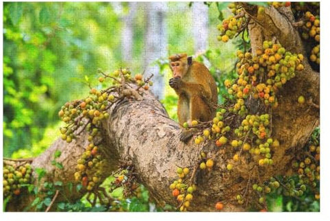 Adults 1000 Piece Jigsaw Puzzle-Monkey eating wild fruit tree，Classic Jigsaw Puzzles 1000 Pieces， paper 70x50