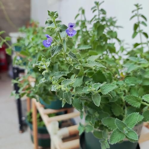 katzenminze, garten, winterharte exotische gewächshaus, bio mehrjährig 100samen