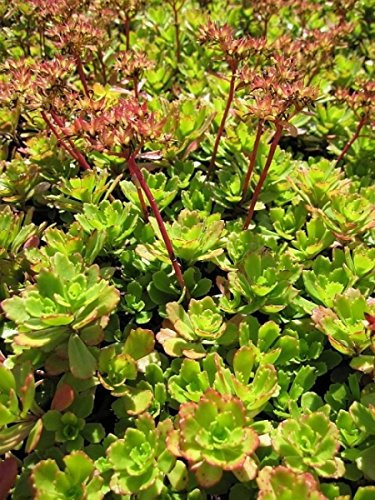 Sibirische Fetthenne Immergrünchen - Sedum hybridum Verpackungseinheit 10