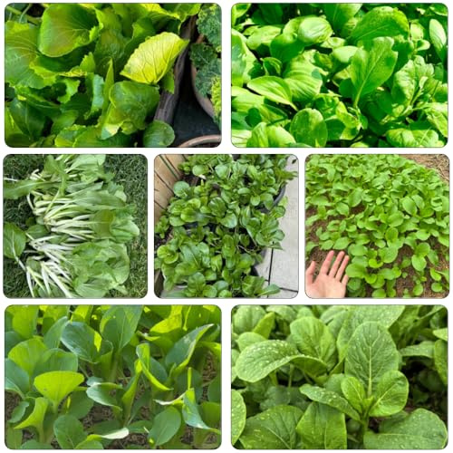 Semi di pak choi, senape cinese, da giardino roccioso di vecchie varietà da giardino, resistenti, longeve arredamento del soggiorno 400pcs