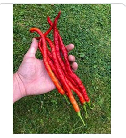 XXL - Longhorn Chili 10 Samen -SEHR HOHER ERTRAG-