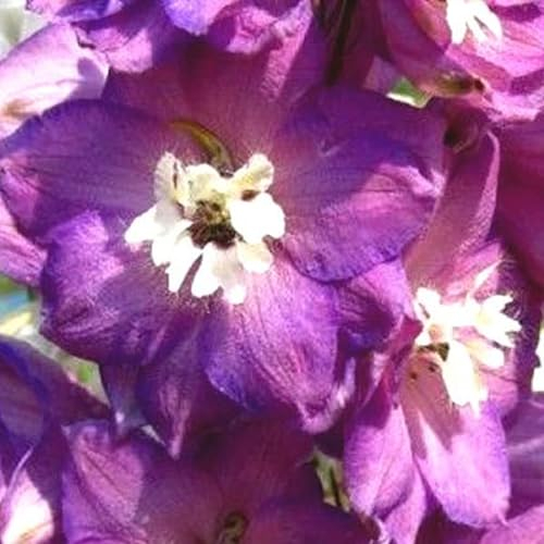6 x Delphinium 'Astolat' - Vivaces Contenedor Pequeño 9cm x 9cm
