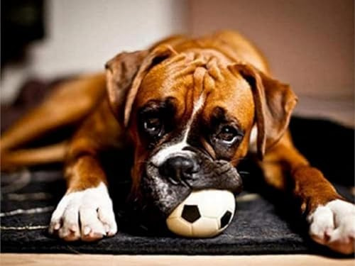 YSCOLOR Diamant Painting 5D Diamant Malerei Kits Boxer Hund Spielt Mit Ball Diy Full Drill Strass Stickerei Bilder Diamond Art Kits Für Erwachsene Geschenk Z1866 30x40cm