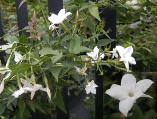 Jasminum officinale - Echter Jasmin - Gewöhnlicher Jasmin - 40-60