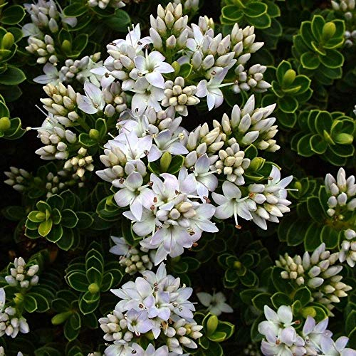 Hebe 'Vernicosa', arbuste de jardin à fleurs persistantes vernissées, en pot de 9 cm.