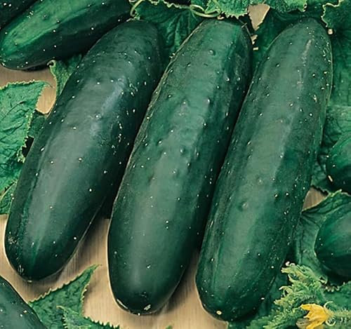 Semillas Planta Pepino para Cultivar en Huerto Urbano