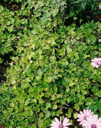 Hedera helix 'Kolibri' 40–60 cm – Winterhart, Immergrün, Pflegeleicht – Efeu – Kletterpflanze für Wand & Zaun