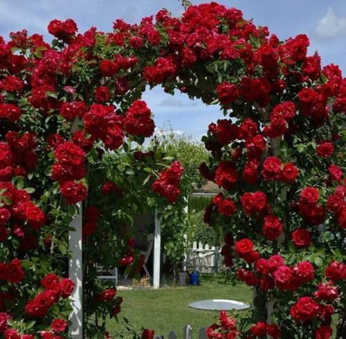 Red Climbing Rose Plant, 3 Litre Pot, Hardy Garden Plant for Trellis and Pergolas, Summer Flowering