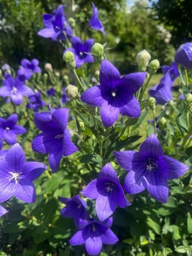 30x Ballonblume Blau/Lila - Bienenfreundlich & Mehrjährig - Platycodon