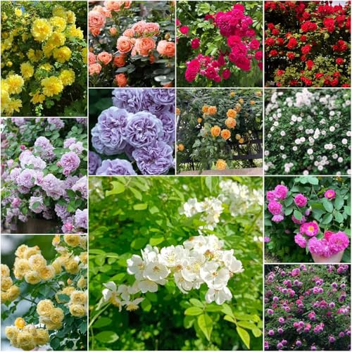 kletterrosen winterhart duftend schattenpflanzen winterhart blumensamen schnittblumen pflanzensamen, gartenpflanzen bonsai zimmerpflanzen Seltene 200samen