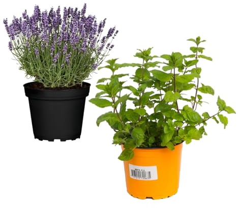 Pack Plantas Aromáticas: Lavanda + Hierbabuena Naturales Plantas de Cocina