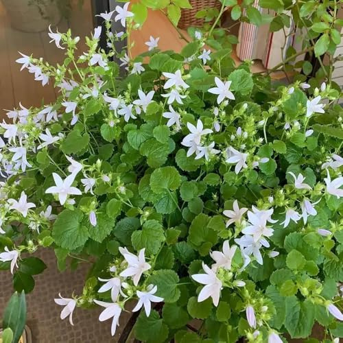 semi di campanula perenni resistenti per il giardino decorazione di campanule semi di recisi da giardino per esterni, tappeto to rare, decorazione 350pcs