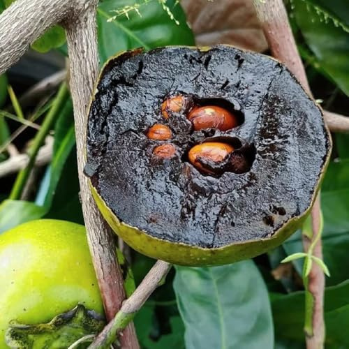 Semi di diospyros digyna - cachi neri - kaki decorazione, budino al cioccolato con sapote nero, cachi resistente, 10pcs