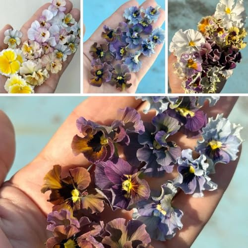 semi resistenti di viola corno, Viola cornuta, decorazione d'appartamento regali per giardinieri rare perenni resistenti 350pcs