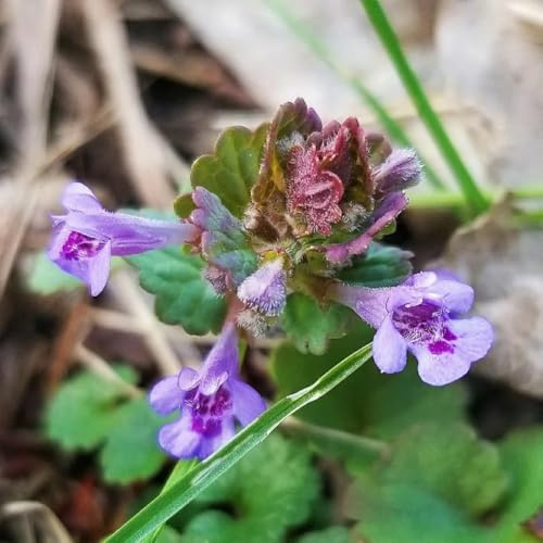 semillas de hiedra terrestre - silvestres raro, orgánico, exótico productos sostenibles antiguas variedades de jardín resistentes en exteriores 200pcs