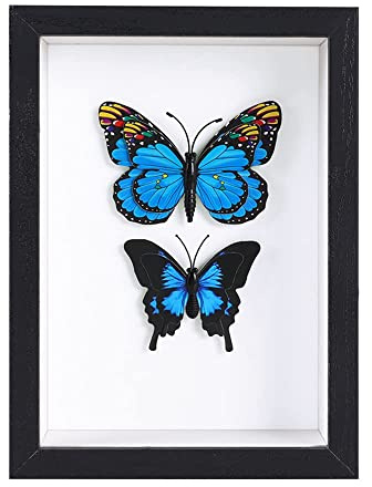 BESIDOTREE 6x8 Black Shadow Box Frame Display Case for Photos,Flowers,Wedding Bouquets,Awards,Insects and Memorabilia