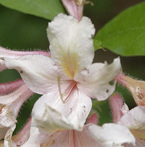 Baumartige Azalee 50-60cm - Rhododendron arborescens - lebende Gartenpflanze aus den Baumschulen