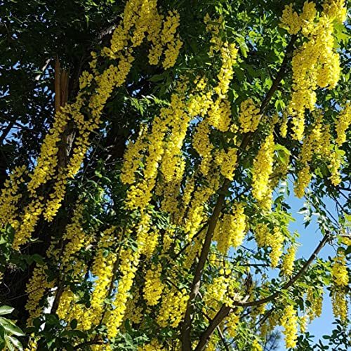 Cytise Waterera Vossii 2L - Longues grappes denses de fleurs jaune doré
