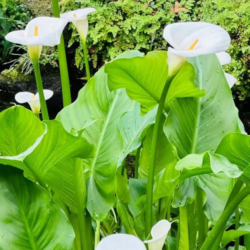 calla bulbi resistenti di resistenti giardino rocce balcone ufficio 3pcs