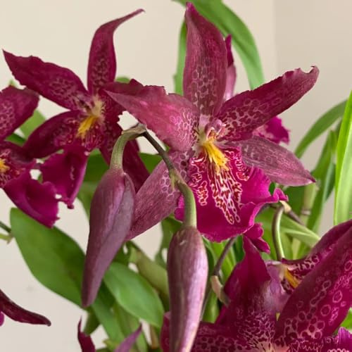 Semi di orchidea Oncidium - semi di selvatici esotico vecchie varietà come bomboniera da ufficio raro resistenti organico copertura del terreno per 150pcs