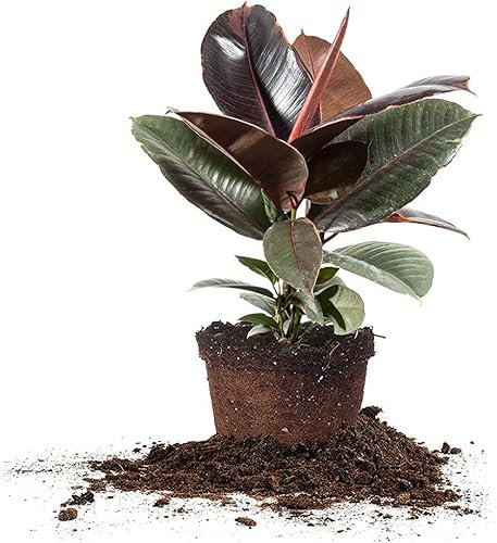 Ficus Elastica Ruby Natural la Elegancia del Rosa en una Planta de Interior