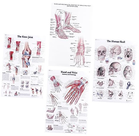 GAROZATION 4 Stück Poster Zur Menschlichen Anatomie Skelett Muskel Lehrbild Druck Leichtem Material Vintage Wanddekoration Für Büro Lernräume