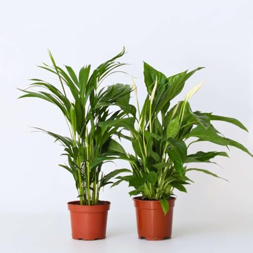 Areca e Spathiphyllum - set 2 pezzi - 60-75cm - Ø17cm - Pianta d'appartamento - Sempreverde - Multideal