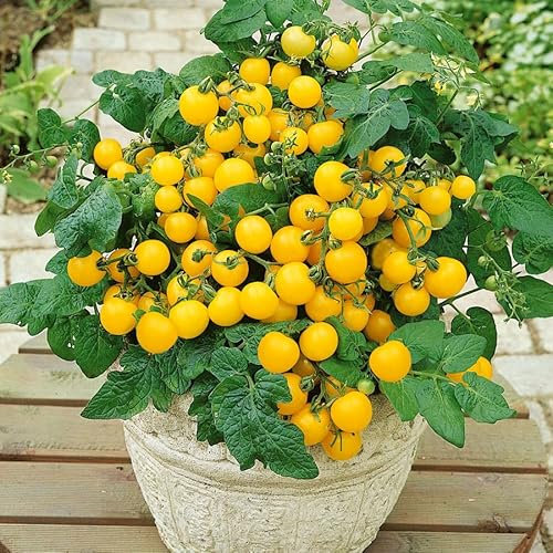 3 x Cherry Tomato Plants – Fresh Vine Tomatoes | Outdoor Garden Ready Plants in 10.5cm Pots | Greenhouse or Patio Growing | 15-30cm Tall (F1 Balconi Yellow)