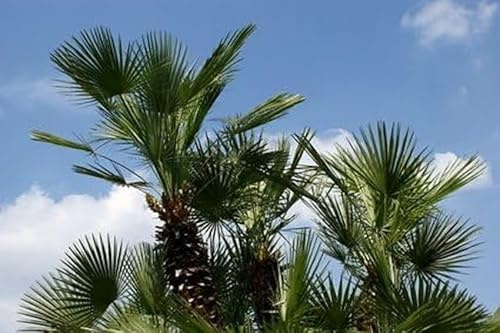 Washington Palme frosthart 10 Samen