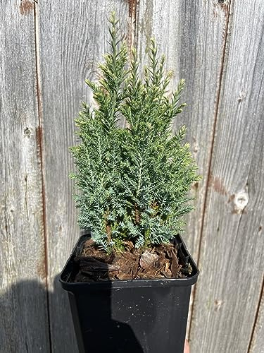Lawson Cypress 'Snow White' Conifer Tree - Chamaecyparis lawsoniana | 20cm Tall | 9cm Pot UK Grown