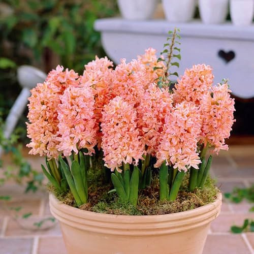Hyacinth Gypsy Queen Garden Plant Hardy Bulb Flowering Garden Plants Easy to Grow Your Own 5X Bulbs by Thompson and Morgan