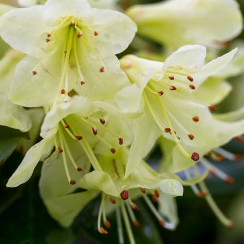 Rhododendron 'Shamrock' - Compact Dwarf Rhododendron with Pale Yellow Flowers, Ideal for Borders, Rock Gardens, and Containers - 1x 3 Litre Potted Plants by Thompson & Morgan