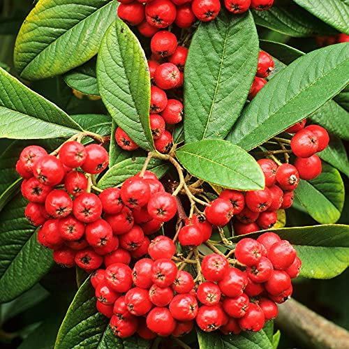 Red Berried Cotoneaster Cornubia | Evergreen Potted Bushy Garden Shrub (15-30cm Incl. Pot)