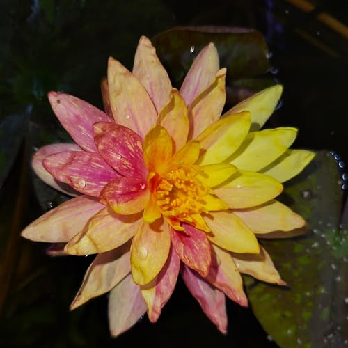 Teichpflanzen Seerosen : Nymphaea Seerose Die Echte  Wanvisa  winterhart Pflanztiefe bis 150 cm