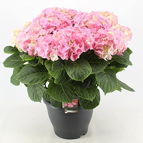 Hortensie Hydrangea macrophylla 'Early Pink' 20-30 cm – Frühblühende, Pflegeleichte Pinke Blühpflanze für Garten & Balkon