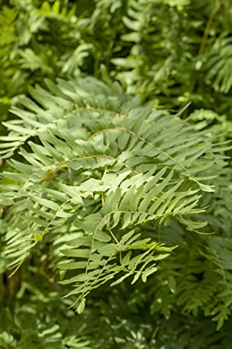 Königsfarn Osmunda regalis 30-40 cm winterhart Schattenstaude Teichrand | Halbschattig bis schattig, ideal für feuchte Böden, robust, langlebig, dekoratives Laub, für Beet und Ufer
