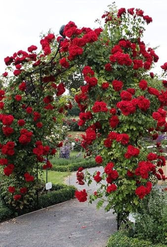Radiant Vivid Red Climbing Rose in A 3 Lt Pot for Outdoor Gardening, Gifting, Garden Walls, Pillars, Arches & Trellises