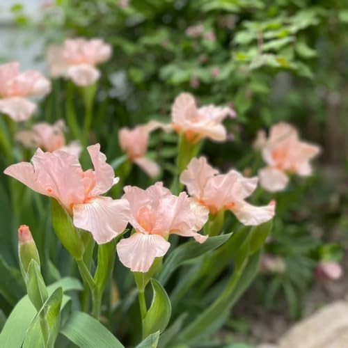 5 pz Lampadine dell'iride, Piante rustiche per balconi, piante rustiche per esterno Lampadine di iris rosa della Germania, Bulbi da fiori primaverili, piante da contenitore resistenti