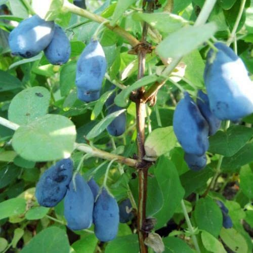 Vivai le Georgiche - Pianta vera di Lonicera caerulea var. kamtschatica Sinoglaska Bacca di miele 'Sinoglaska', Mirtillo siberiano - vaso Ø 12 cm