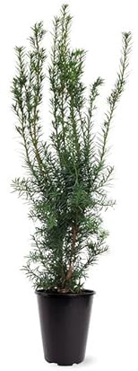 Säulen-Eibe Hicksii 80–100 cm – Taxus media ‘Hicksii’ wintergrüne, blickdichte Heckenpflanze im Topf, immergrün, schnittverträglich, ideal für Garten & Sichtschutz