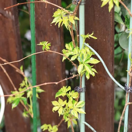 Parthenocissus quinquefolia - giardino interno decorazione 500semi