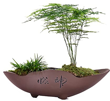 Vasi da fiori Vaso da fiori in sabbia viola con foro di scarico Vaso per piante grasse Ornamenti cinesi retrò creativi, piccolo vaso da fiori bonsai Wenzhu (senza piante) Vaso per piante good